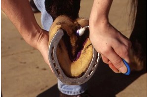 A hoof being picked out