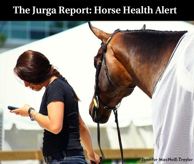 TJR flk ok p gypsymarestudio horse health alert girl checking phone x640