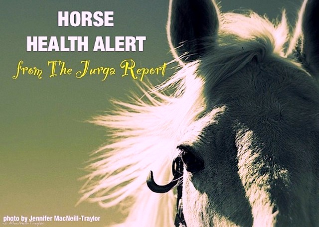 TJR hh alert graphic gypsymarestudios gray horse head x640px