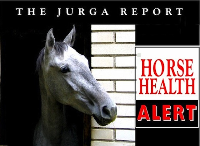 tjr-hh-alert-gray-horse-stall-x640