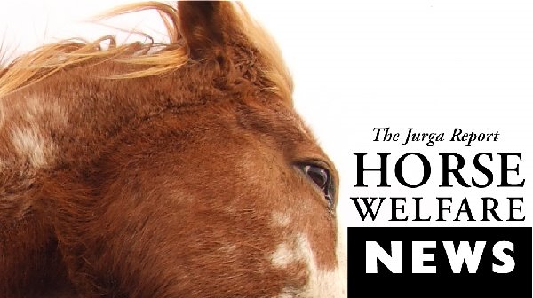 tjr-horse-welfare-news-head-lr-738806