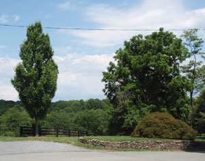 Toxic Trees: Keep Your Horses Safe at Pasture promo image