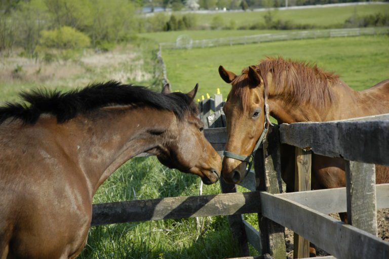 Treatment Alternative for Equine Sarcoids promo image