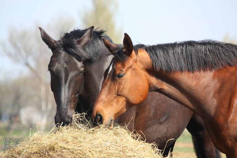 A dark brown and bay horse eat from the same pile of hay.
