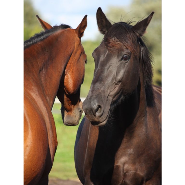 two-horses-playing-with-each-other-picture-id468043198
