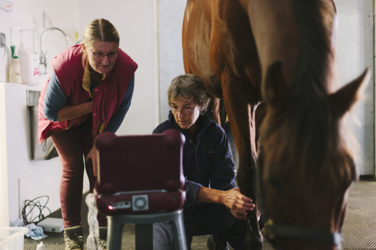 ultrasound vet horse owner iStock-credit urbancow 519439301