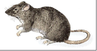 Vermin Barriers: How to keep unwanted stable guests away promo image