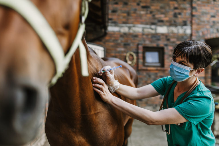 veterinarian vaccinating horse