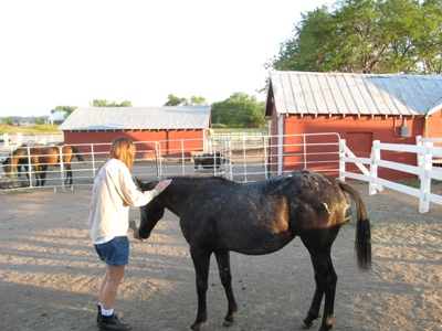 Video: Sophie, A Horse Rescue Success Story promo image
