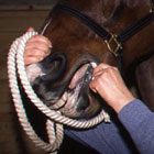 Wage War on Equine Parasites promo image