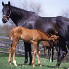 Weaning Time for Foals promo image