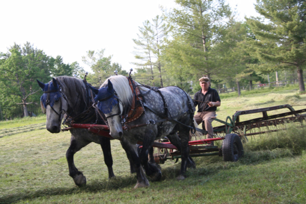 What Brand Is Your Hay? Designer Forage Wants to See Their Logo in Your Horse's Manger promo image