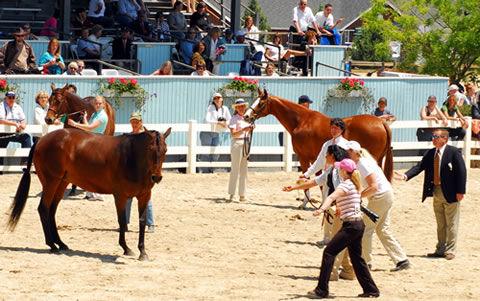 What to do When Your Horse Gets Loose promo image