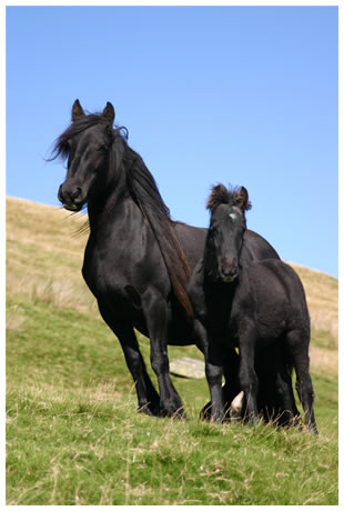 What's Killing England's Fell Ponies? Charity Funding for Research Intends to Find Out promo image