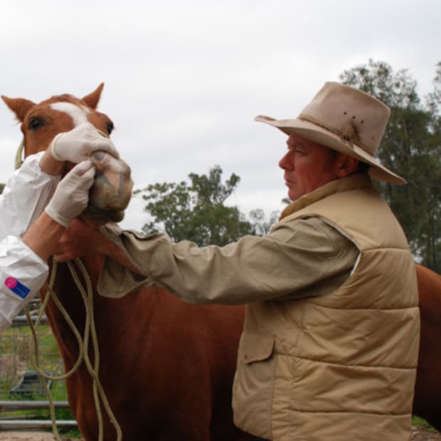 What's the Treatment for the Australian Horses Sick with Equine Influenza? promo image