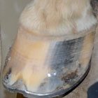 What's Your Laminitis IQ? promo image