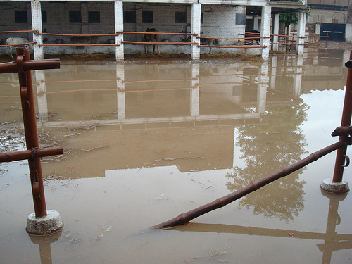 Who's Helping the Horses in Pakistan's Flood Zone? promo image