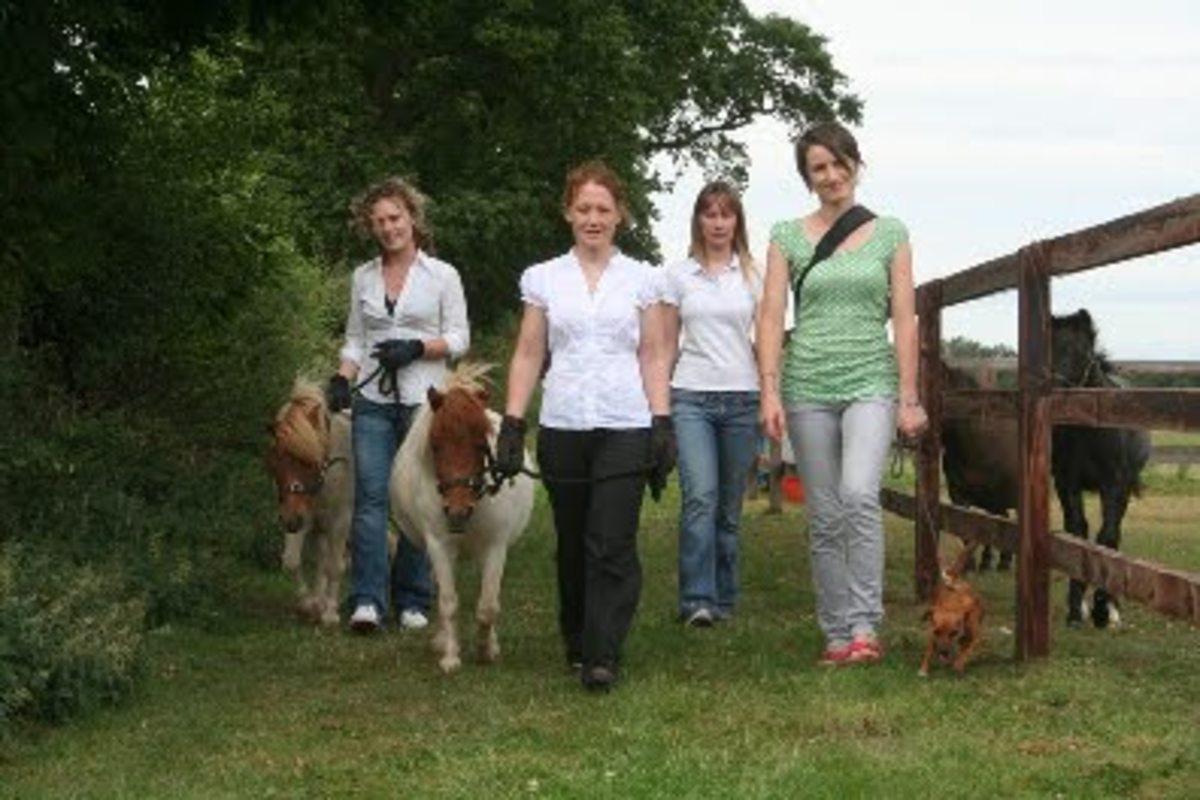 WHW-Shetland-Pony-Walking-lr-737816