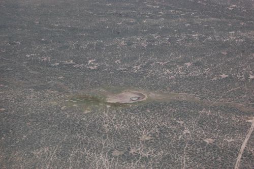 Wild Horse News: BLM Roundup Deaths and a Dramatic Auction Ring Rescue promo image