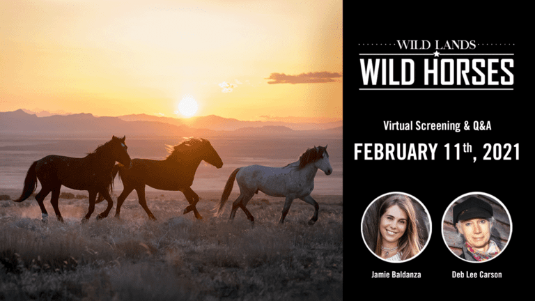 Wild Lands Wild Horses