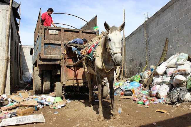 world horse welfare horse working in developing country