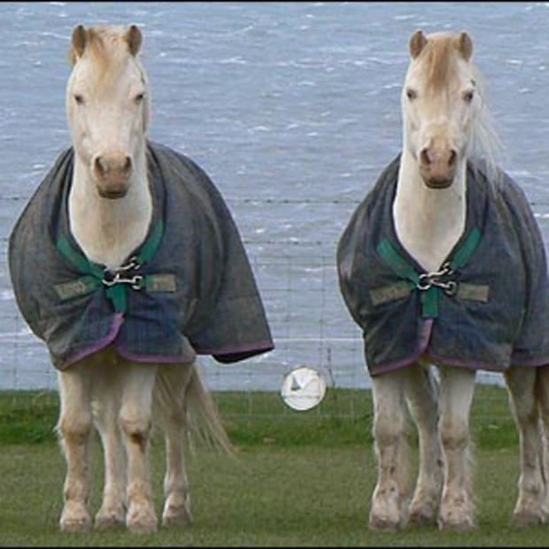 World's Oldest Twin Horses? promo image