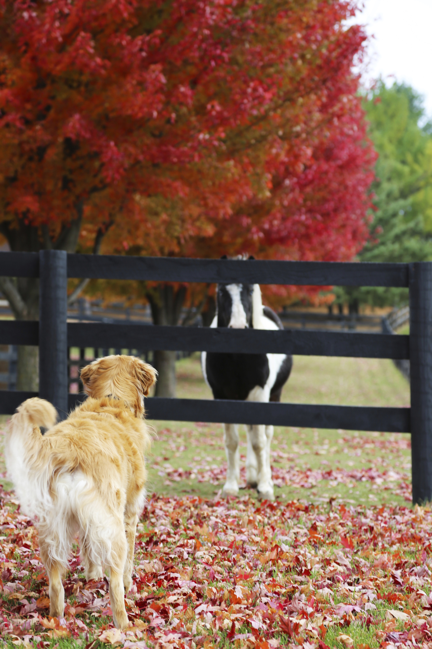 Your Horse & Your Dog, Together: A Perfect Fit For EQUUS Magazine’s 2014 Best Friends Photo Contest promo image