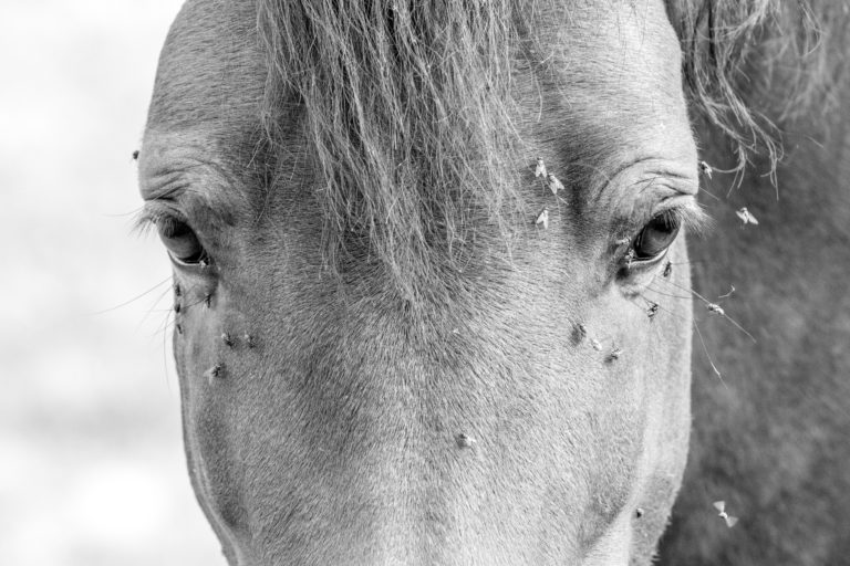 Your Horse's Natural Fly-Control Strategies promo image