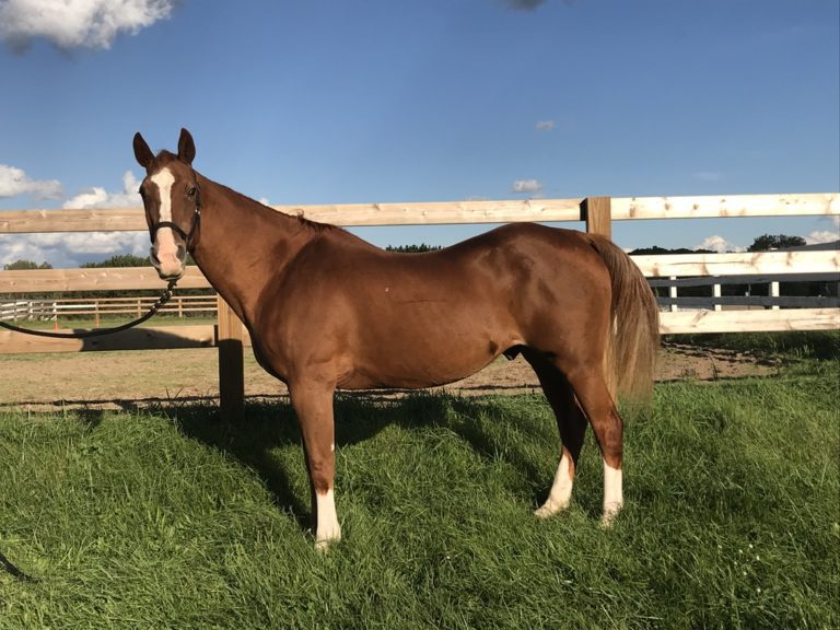 Z Dallas Photo