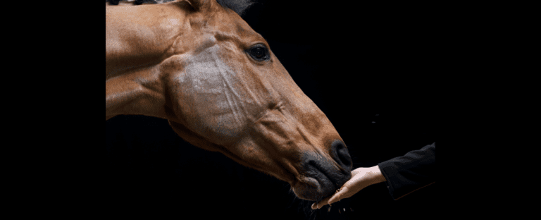 Feeding grain to a horse by hand.