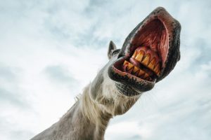 horse open mouth underneath angle
