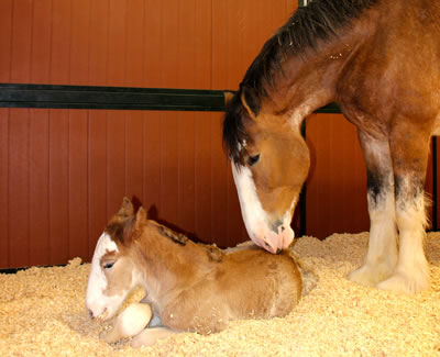 baby clydesdale