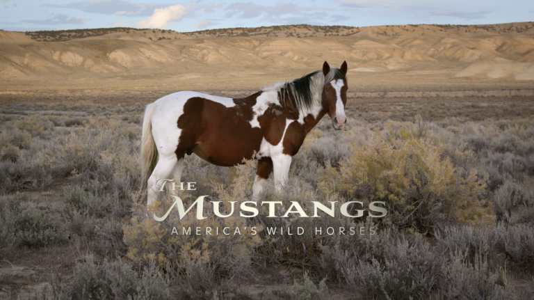 Mustangs_3