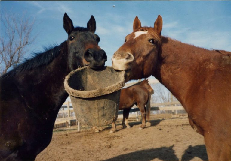 shared bucket