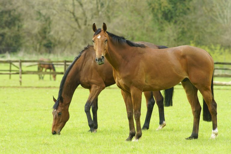 Thoroughbred Breed_shutterstock_409794082