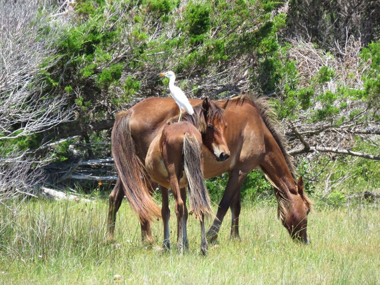 Shackleford Bank horses