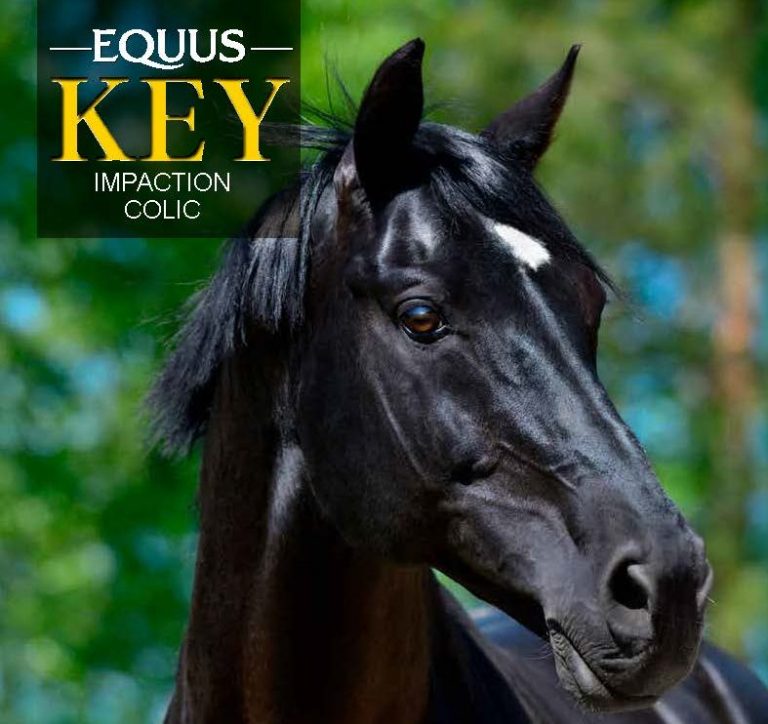 Preventing impaction colic in horses