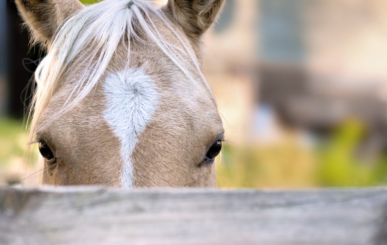 close on horse looking by top at a barrier