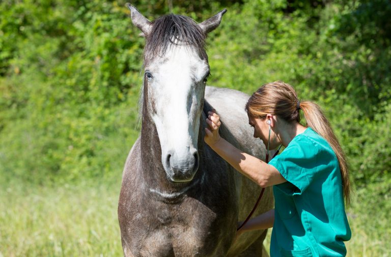 Equine veterinary