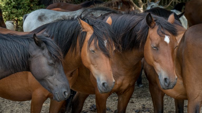 Group of ponies in New Forest National Park, near Southampton (England, UK)