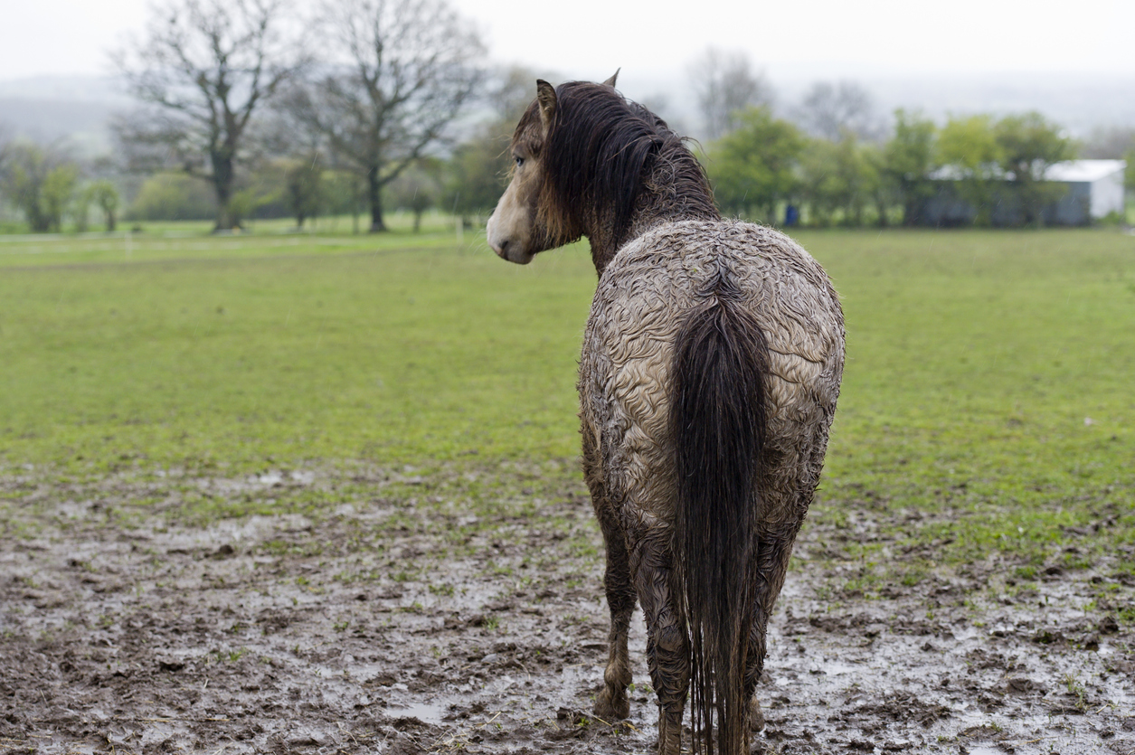 A wet pony standing in a muddy field