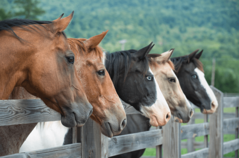 group of horses looking over wood fence
