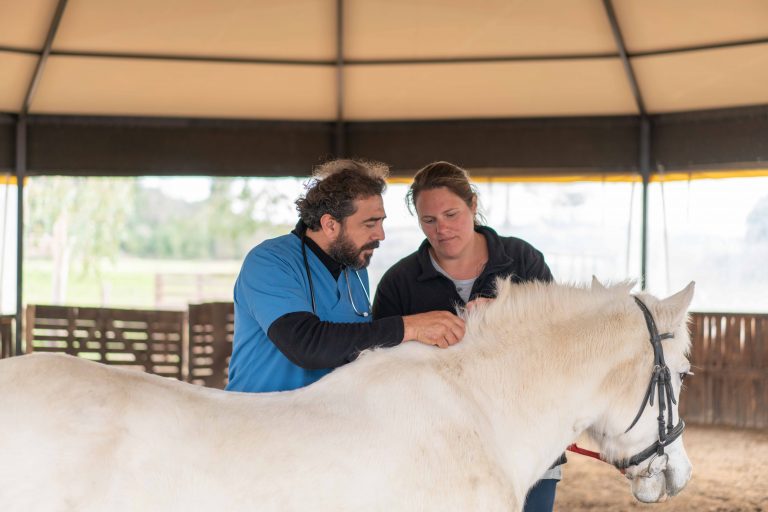 Male veterinarian with horse owner examining wounds on horse's skin