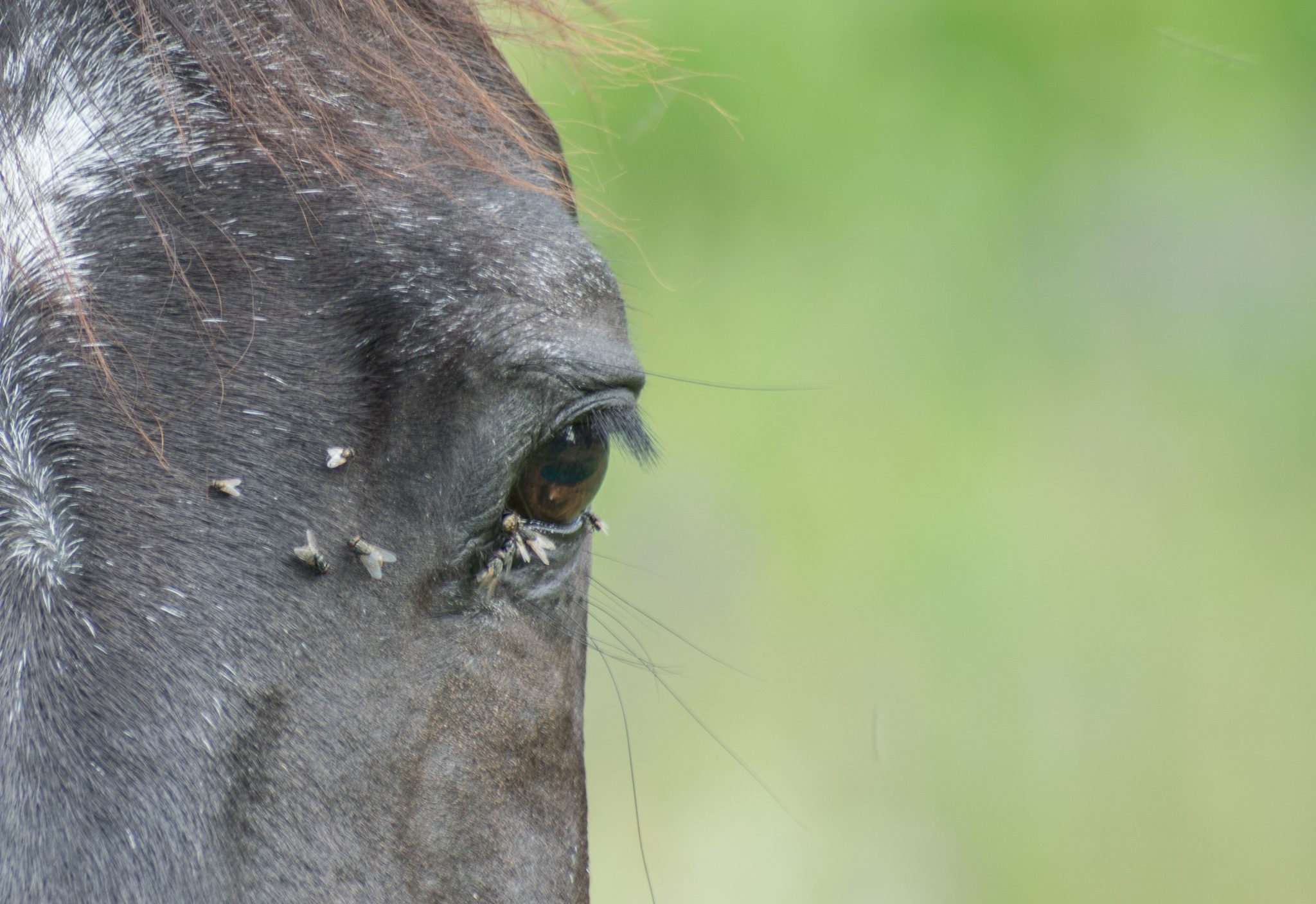 Black horse eye with flies near it
