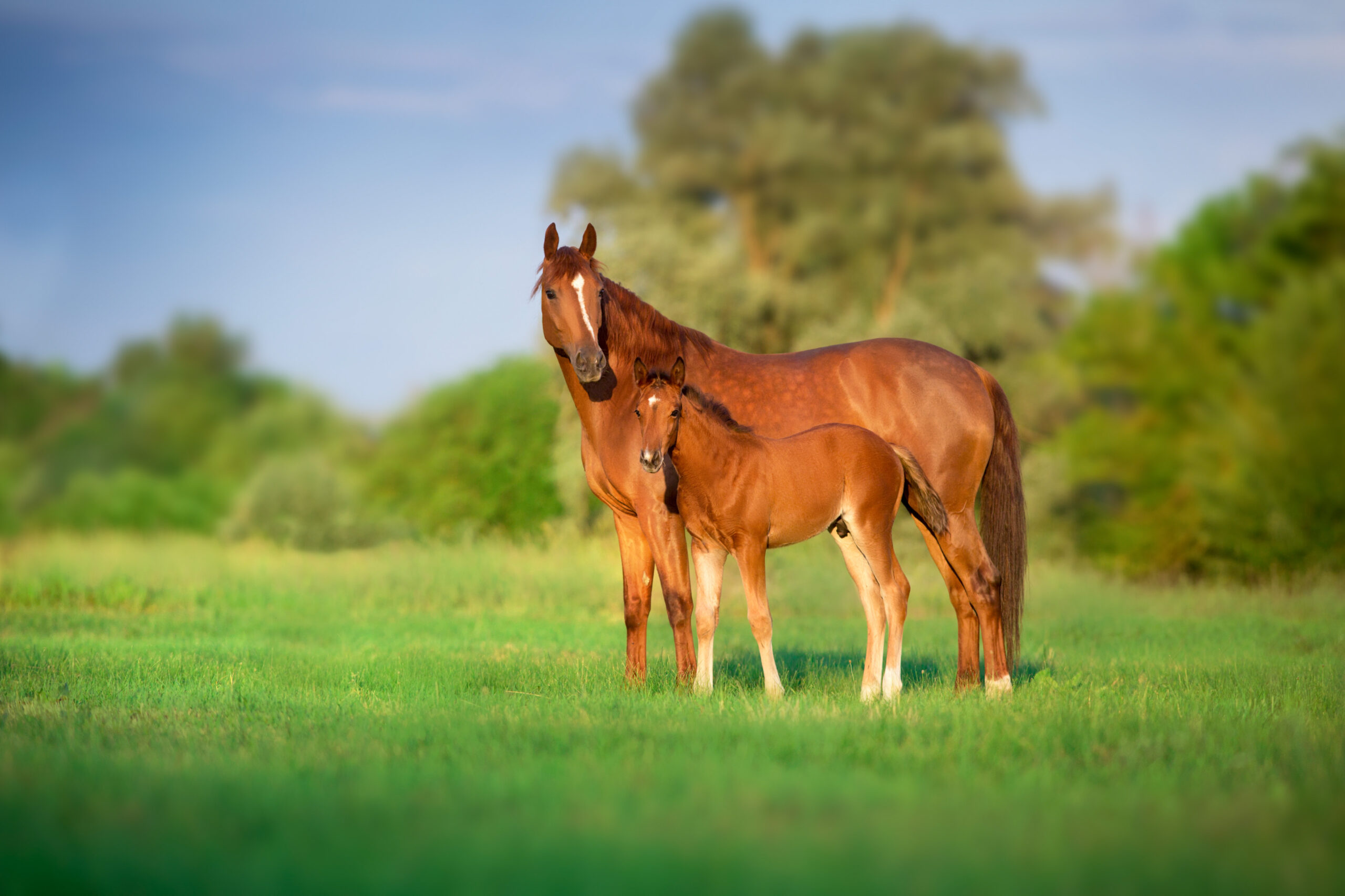 Mare with foal