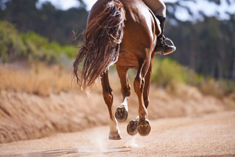 Feeling the freedom of a good gallop