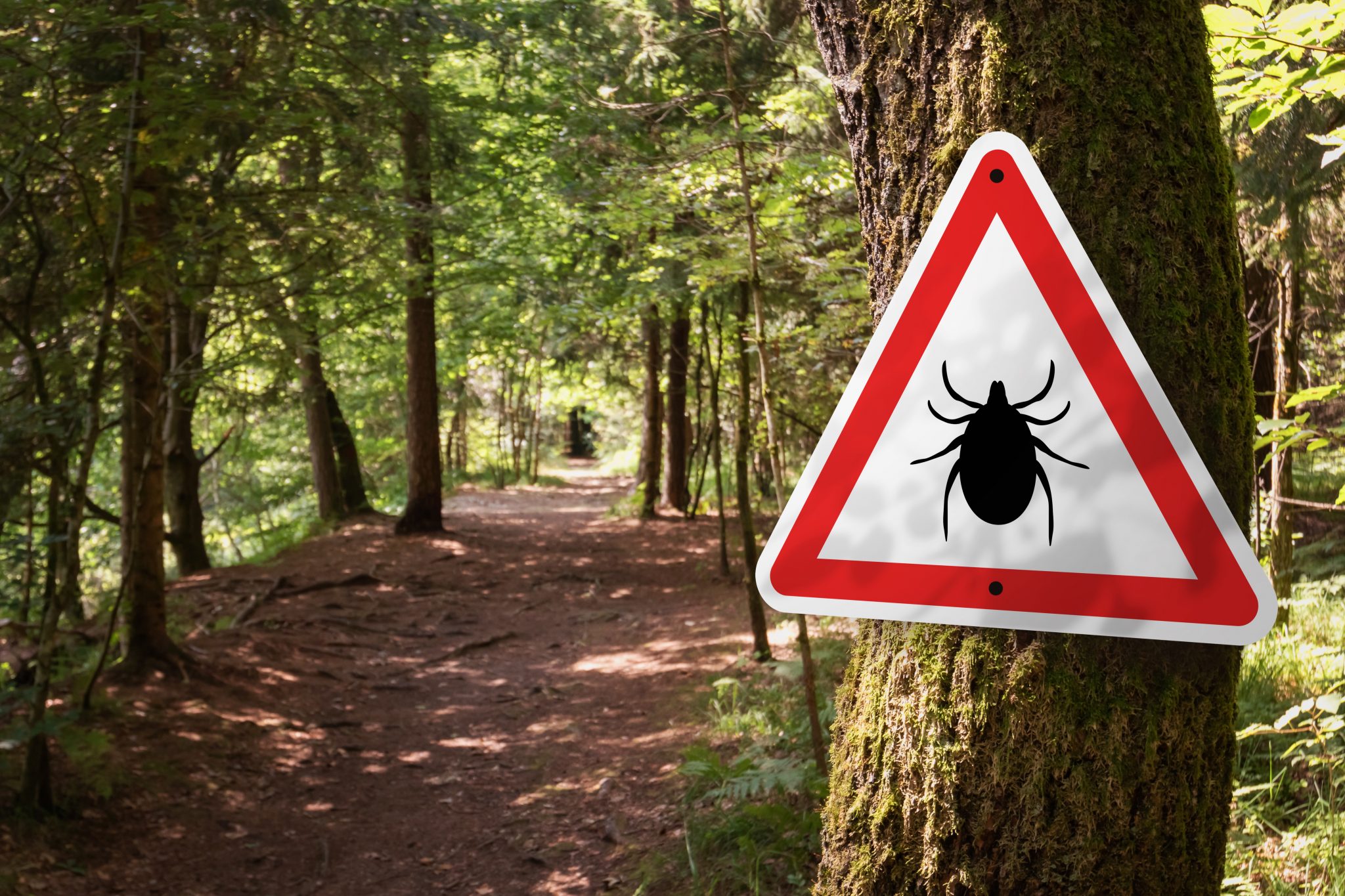 Tick insect warning sign in forest