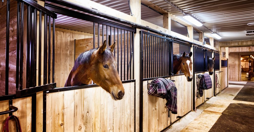 A row of stalls in a barn, with a horse looking over the door of one.