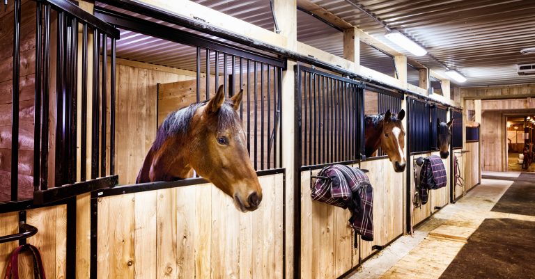 A row of stalls in a barn, with a horse looking over the door of one.