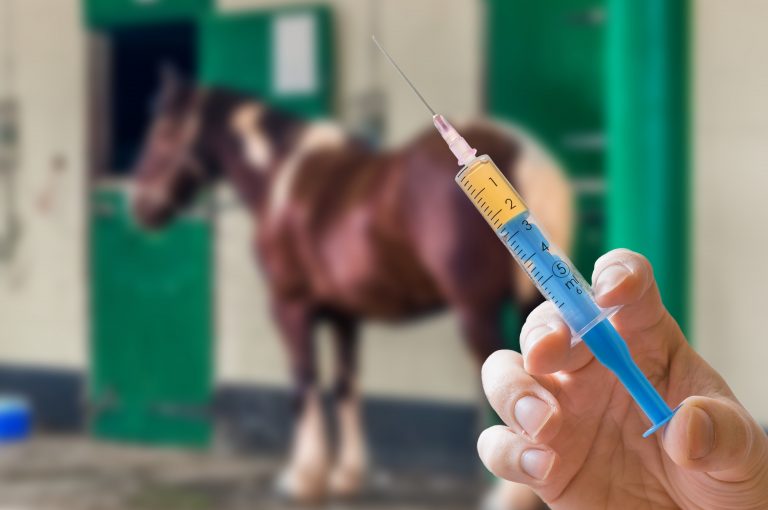 Hand of veterinarian holds syringe. Horse in background. Vaccination concept